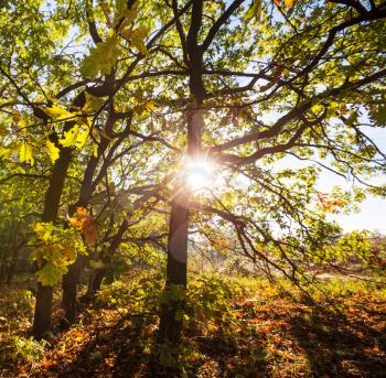 Autumn forest