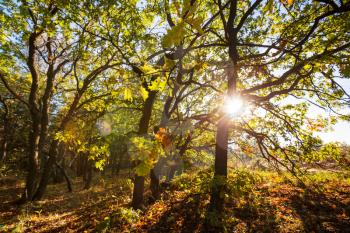 Autumn forest