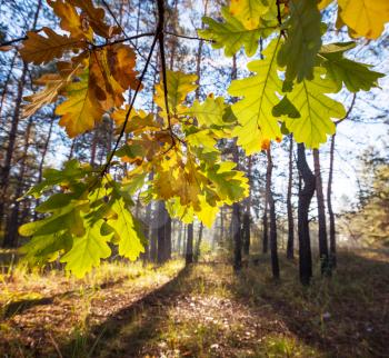 Autumn forest