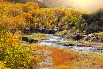 Autumn scene in Zion