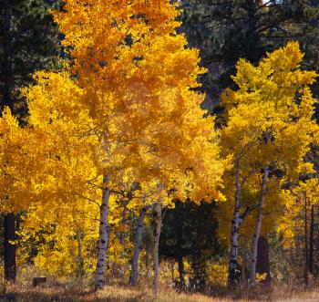 Autumn scene