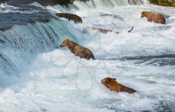 Brown bear on Alaska