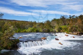 Brown bear on Alaska