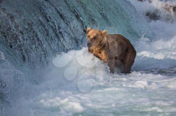 Brown bear on Alaska