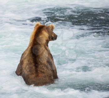 Brown bear on Alaska