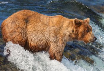 Brown bear on Alaska