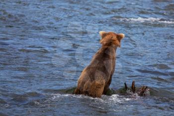 Brown bear on Alaska