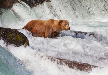 Brown bear on Alaska