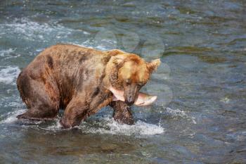 Brown bear on Alaska