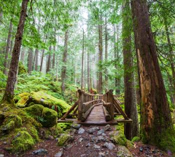 boardwalk in forest