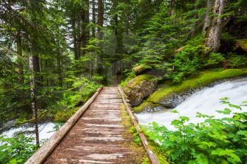 boardwalk in forest