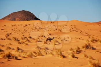 Camel in sand desert