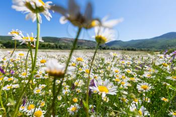 Chamomile