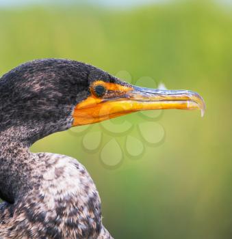 Cormorant in Florida