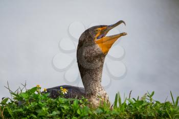 Cormorant in Florida