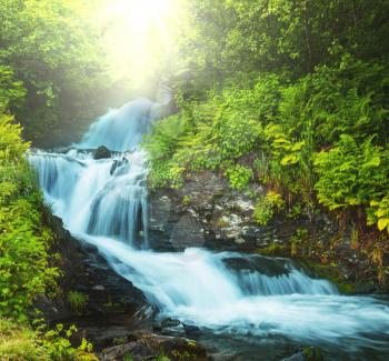 creek in forest