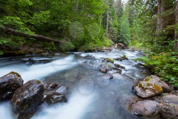 creek in forest