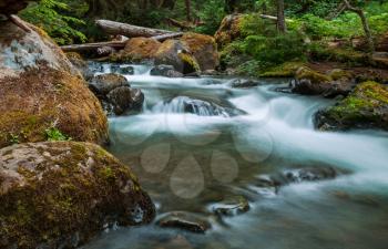 creek in forest