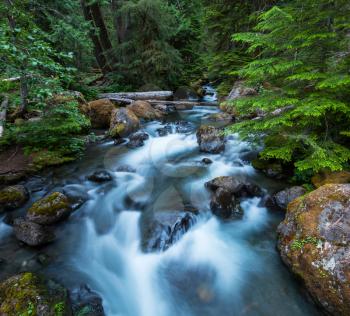 creek in forest