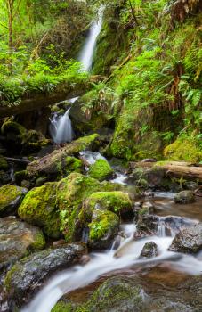 creek in forest