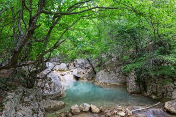 creek in forest