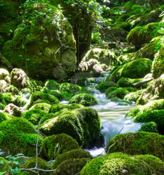 creek in forest