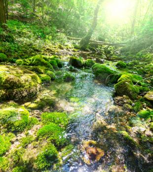 creek in forest