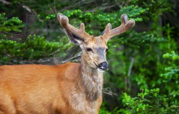 deer