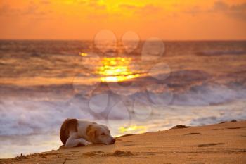 dog on beach at sunset