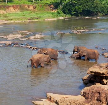 Elephants  on Sri Lanka