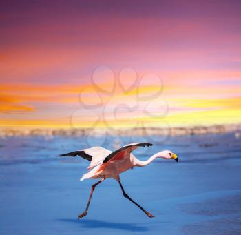 flamingo in Bolivia