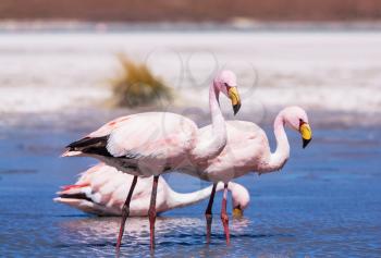 flamingo in Bolivia