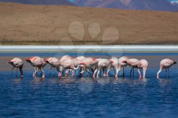 flamingo in Bolivia