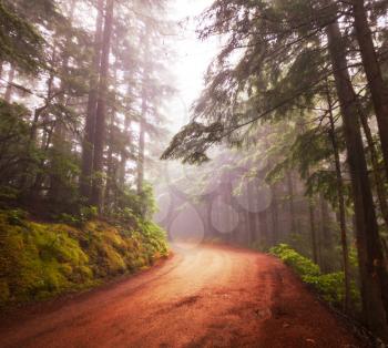 forest