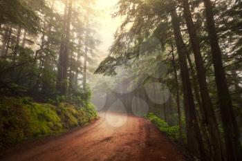 forest