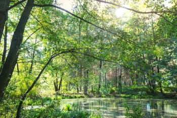 forest