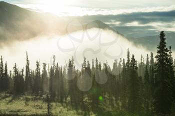 Sunny beams in forest