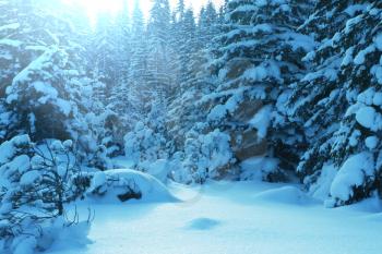 Winter forest
