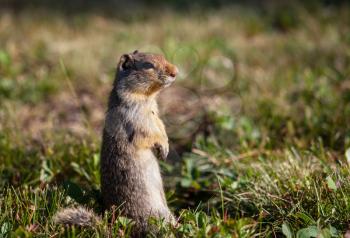 gopher