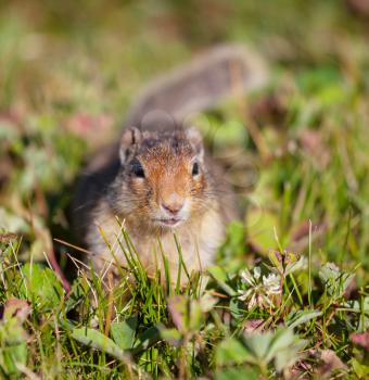 gopher