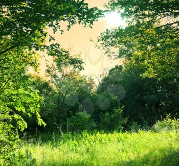 summer grassland