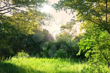 summer grassland