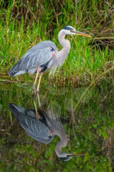 Great blue Heron in Everglades NP,Florida