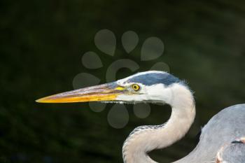 Great blue Heron in Everglades NP,Florida