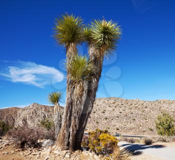 Joshua tree in  desert