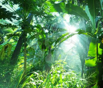 jungle in Vietnam