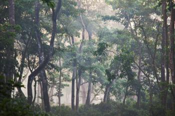 jungle in Nepal