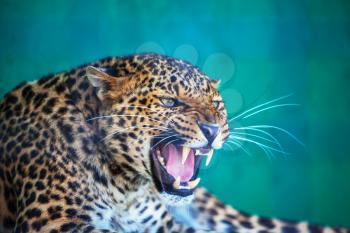 Leopard closeup