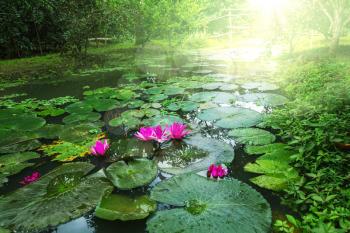 Lotus