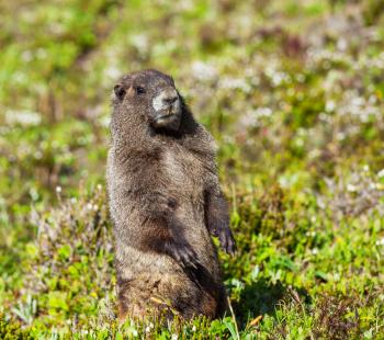 marmot